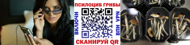 блэк спрут зеркало  Приозерск  площадка клад  Галлюциногенные грибы Cubensis 